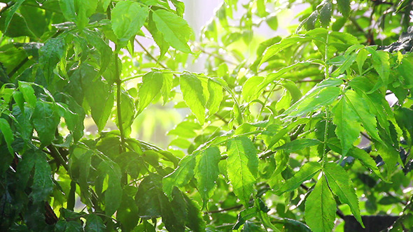 Green Leaves Under Rain In Sun Shine Green Leaves Under Rain In Sun Shine
