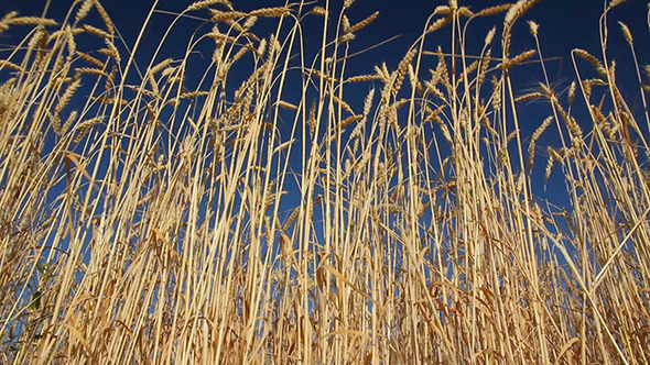 Stalks Of Ripe Wheat Under A Blue Sky Stalks Of Ripe Wheat Under A Blue Sky
