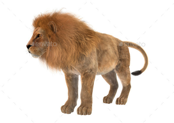 Male Lion (Misc) Photo Download