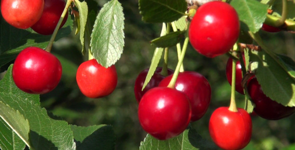 Ripe Cherry Ripe Cherry