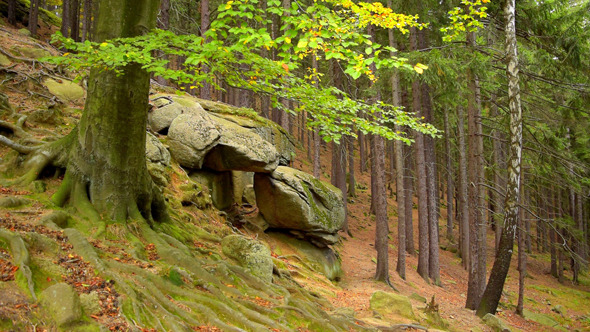 Forest & Stone Forest & Stone