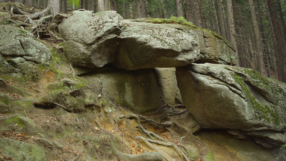 Forest & Stone Forest & Stone