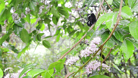 Butterfly on Butterfly Tree Butterfly on Butterfly Tree