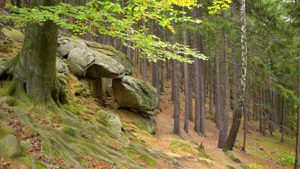 Forest & Stone Forest & Stone