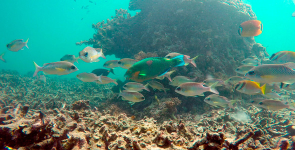 Tropic Underwater Tropic Underwater