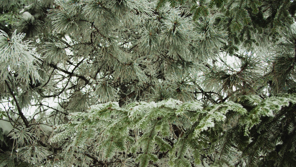 Snowy Branches Of The Pine Snowy Branches Of The Pine