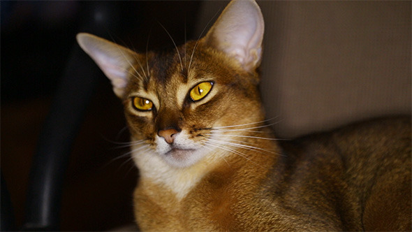 Abyssinian Cat Abyssinian Cat
