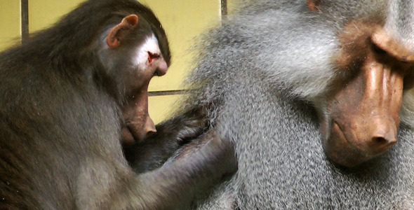Baboon in the Zoo 2 Baboon in the Zoo 2