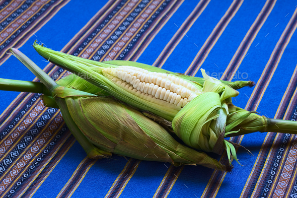 White Corn Called Choclo (Peruvian or Cuzco Corn)