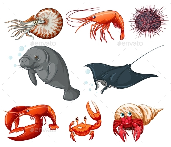Sea Animals Sea Animals