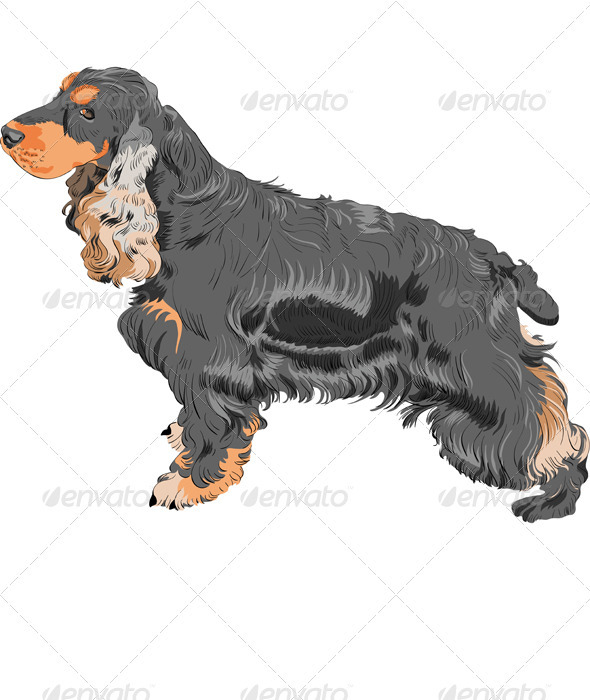 Vector Dog Black English Cocker Spaniel Breed Vector Dog Black English Cocker Spaniel Breed