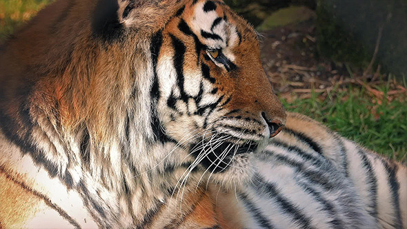 Tiger Lying In The Forest Tiger Lying In The Forest