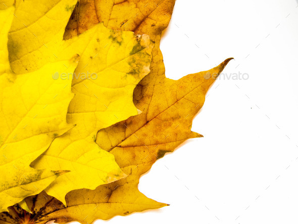 Grunge Maple Leaves (Misc) Photo Download