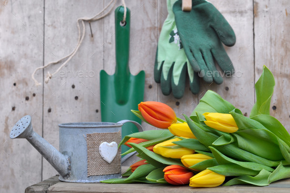 tulip with gardening tools (Misc) Photo Download