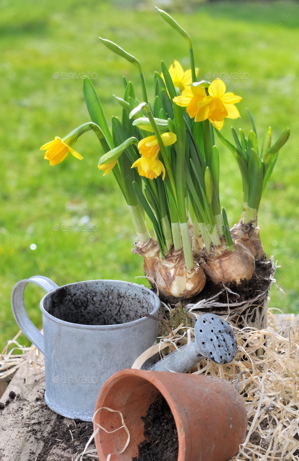 repottting narcissus (Misc) Photo Download