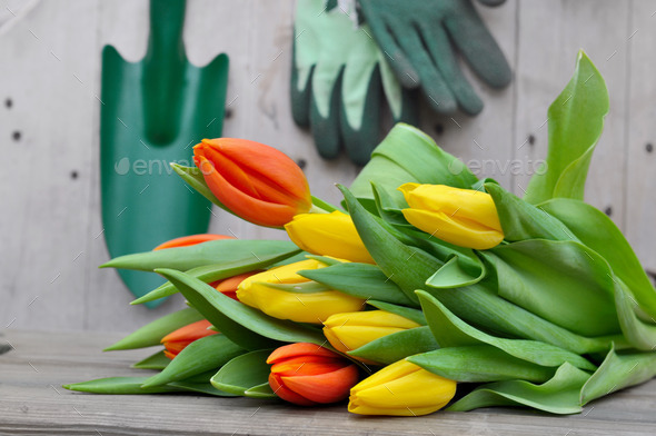 tulips and gardening tools (Misc) Photo Download