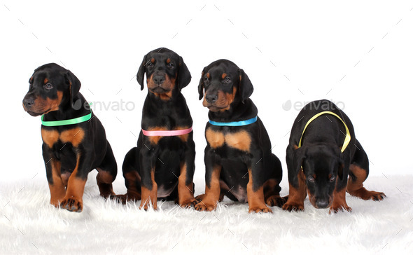 Group of dobermann puppies (Misc) Photo Download