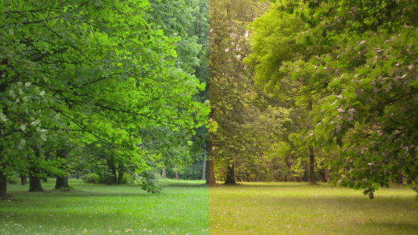 Tree & Wind 2clips Tree & Wind 2clips