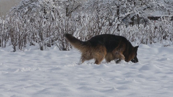 German Shepherd Research German Shepherd Research