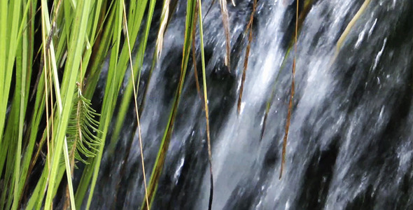 Waterfall and Green Plant Waterfall and Green Plant