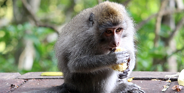 Monkey Eating Corn 2 Monkey Eating Corn 2