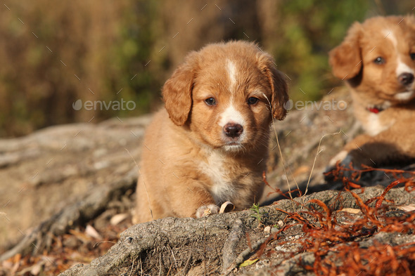 Amazing puppy of Nova Scotia on nature roots (Misc) Photo Download