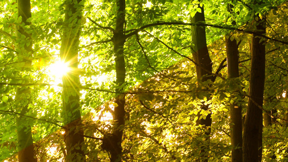 Tree & Sun 2 versions Tree & Sun 2 versions