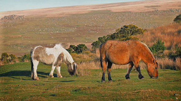 Wild Horses Grazing On Windy Hillside Wild Horses Grazing On Windy Hillside