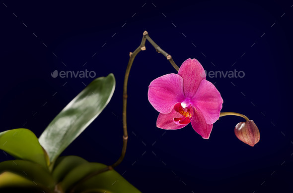 pink orchid (Misc) Photo Download