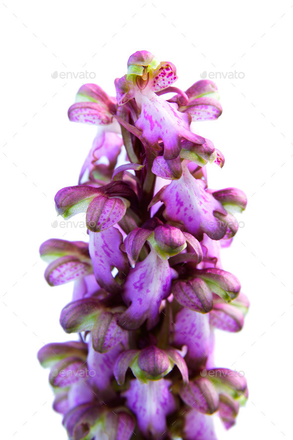 Wild Orchid - Barlia robertiana (Misc) Photo Download