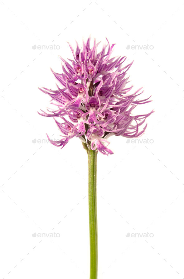 Naked Man orchid flowers - Orchis italica (Misc) Photo Download