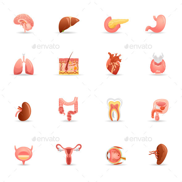 Color Vector Human Organs (Anatomy) (Miscellaneous)