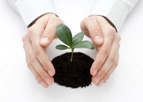 Small plant protected by hands (Misc) Photo Download