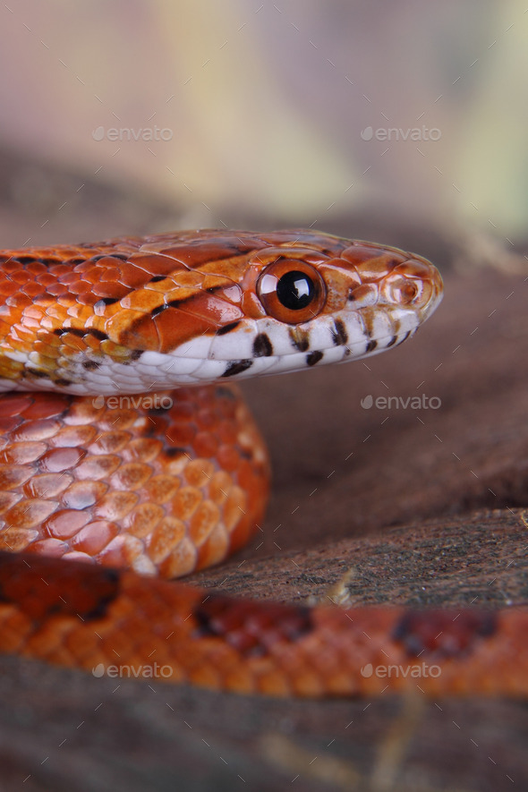 corn snake (Misc) Photo Download