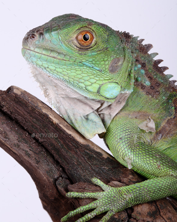 Green Iguana (Misc) Photo Download