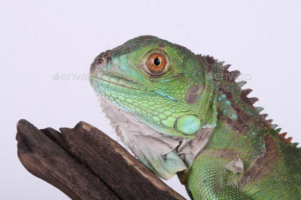 Green Iguana (Misc) Photo Download