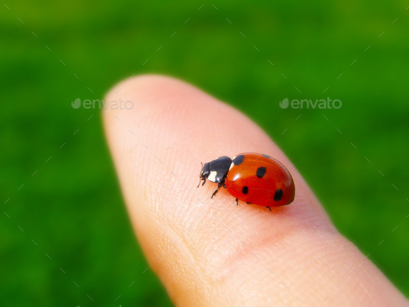 A ladybug on a finger (Misc) Photo Download