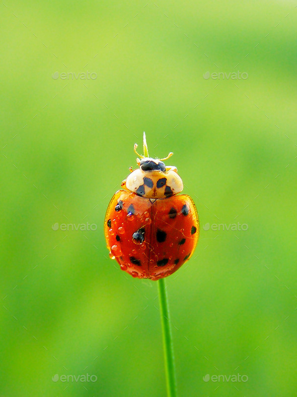 The ladybug on a leaf (Misc) Photo Download