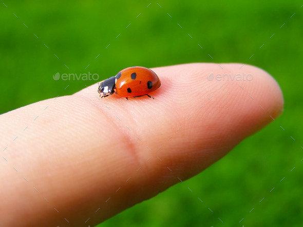 A ladybug on a finger (Misc) Photo Download