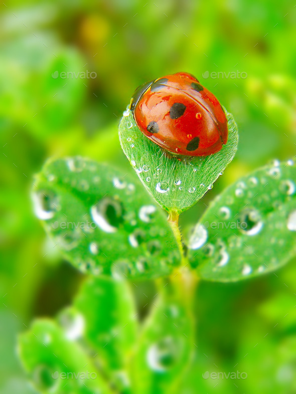 A ladybug on a green leaf (Misc) Photo Download