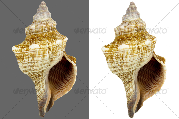 Snail Conch Snail Conch