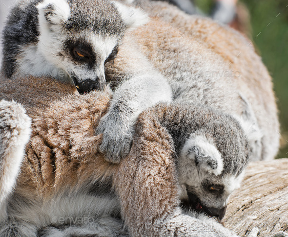 Lemurs playing (Misc) Photo Download