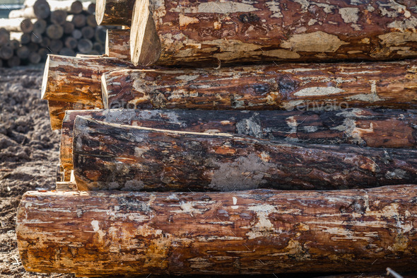 Chopped Firewood Logs