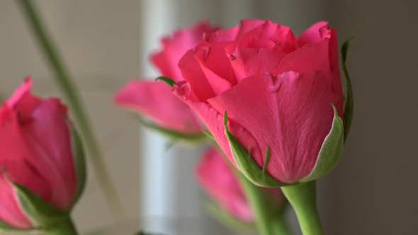 Roses Roses