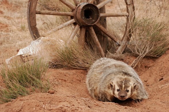 American badger sitting on the dirt ground (Misc) Photo Download