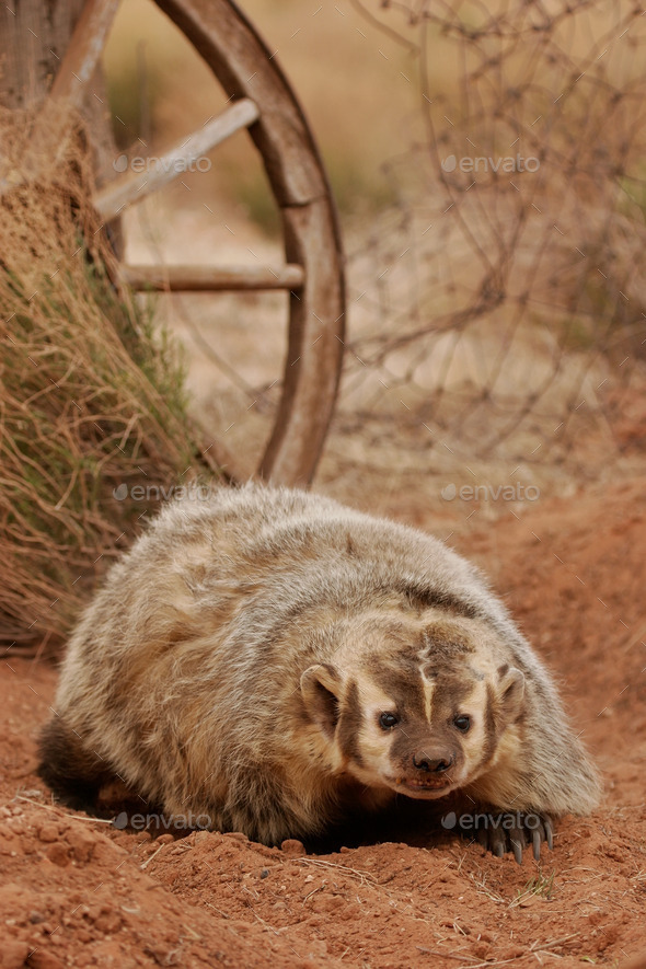 American badger sitting on the dirt ground (Misc) Photo Download