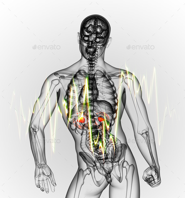 3d render medical illustration of the adrenal pain