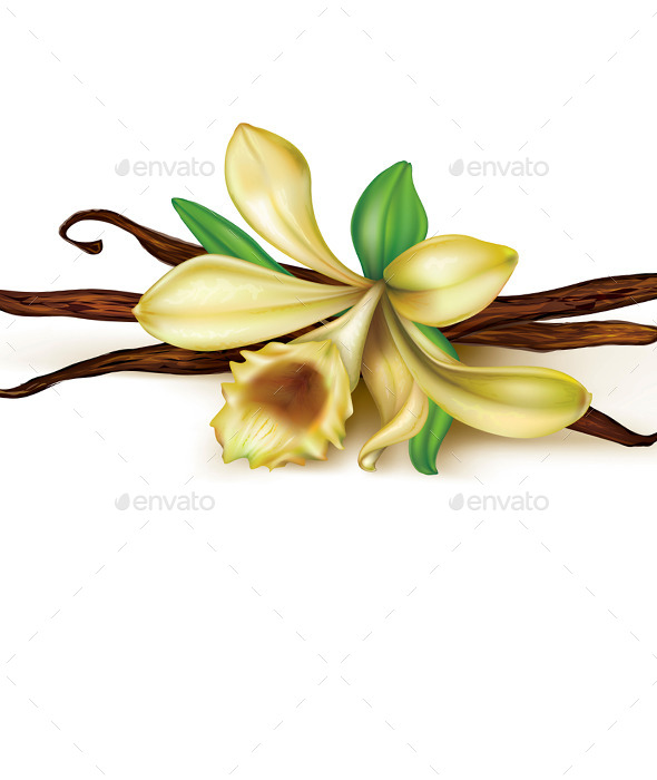 Vanilla Orchid Vanilla Orchid