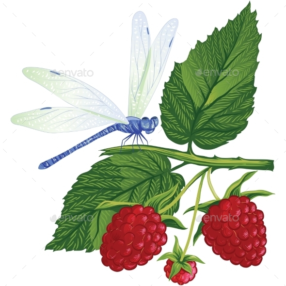 GraphicRiver Dragonfly Sitting on the Raspberries 10457653 GraphicRiver Dragonfly Sitting on the Raspberries 10457653