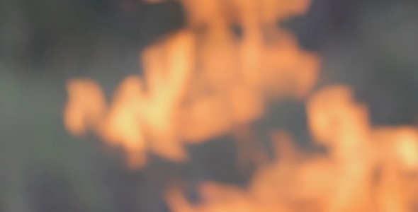 Fire In Forest Fire In Forest